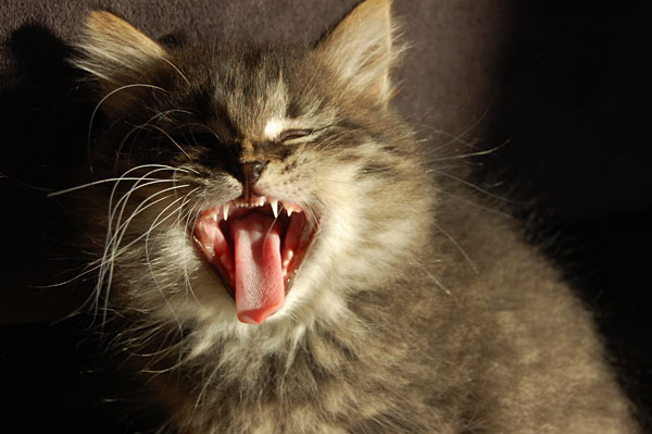 der gefährliche Candyman.jpg